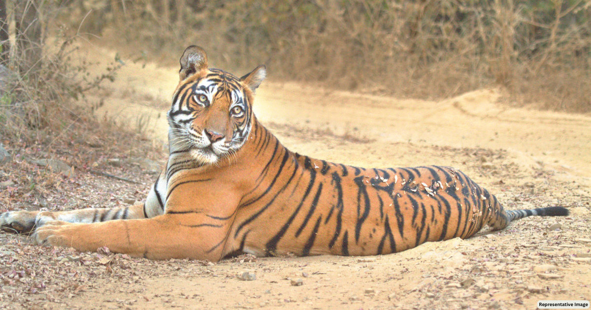 TIGER T-104 FAILS TO SURVIVE POST RELOCATION TO SAJJANGARH PARK